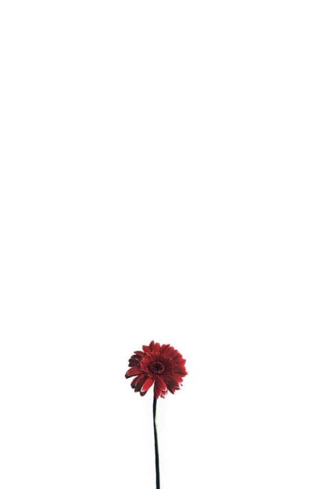 Flower Wallpaper White Background, Minimalist Flower Wallpaper, Wallpaper White Background, Solid Color Wallpaper, Mobile Wallpaper Iphone, Wallpaper Colorful, Minimalist Flower, Wallpaper Landscape, Wallpaper Mobile