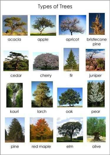 Tree Identification Chart, Tree Preschool, Identifying Trees, Creative Curriculum Preschool, Leaf Identification, Types Of Trees, Kids Tree, Tree Id, Tree Identification