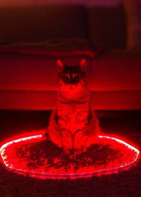 So that's what they do when I'm not home...... Red Cat Aesthetic, Red Collage, Personajes Studio Ghibli, I See Red, Racun Shopee, Color Aesthetic, Neon Red, Aesthetic Red, Wallpaper Red