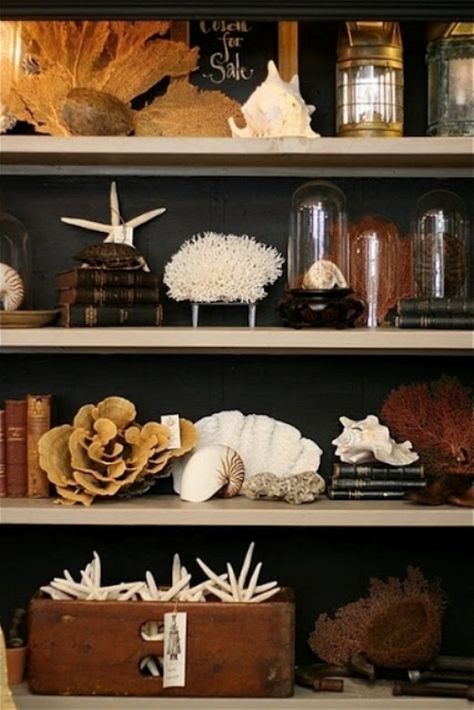 beach accessorizing shelves via ciao! newport beach: bookcase styling Crab Illustration, Deco Marine, Party Hardy, Bookcase Styling, Bookshelf Styling, Cabinet Of Curiosities, Crustaceans, Sea Creature, Conch Shell