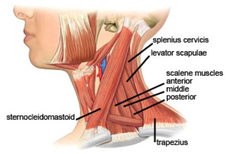 Vocal Cord Dysfunction, Neck Muscle Anatomy, Yoga Neck, Anatomy Pictures, Shoulder Anatomy, Sternocleidomastoid Muscle, Head Muscles, Muscles Anatomy, Muscles Of The Neck