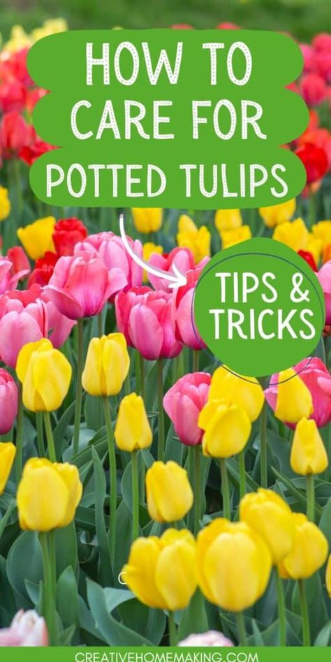 Potted Tulips, Tulip Care, Spring Bulbs Garden, Tulips Bloom, Growing Tulips, Planting Tulips, Fall Bulbs, Front Yard Garden Design, Tulip Bulbs