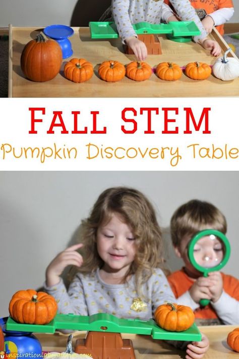 Set up a pumpkin discovery table to measure and weigh pumpkins. Such a fun fall STEM activity for toddlers and preschoolers. It's perfect for an autumn science center. Pumpkin Activities Preschool, Discovery Table, Science Center Preschool, Fall Stem Activities, Pumpkin Lessons, Pumpkins Preschool, Pumpkin Science, Fall Science, Science Earth