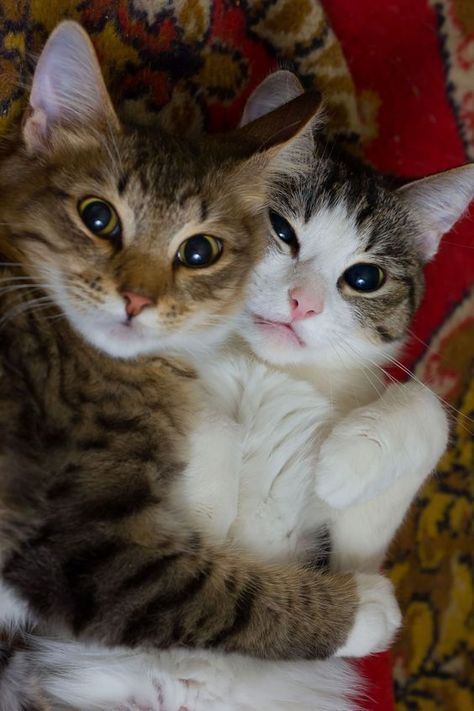 Handsome cats hugging each other #handsome #cats #bestfriends #catfriends Gatto Carino, Söt Katt, Siamese Kittens, Two Cats, Cute Cats And Kittens, Cute Kittens, Happy Cat, Cats Meow, Pretty Cats