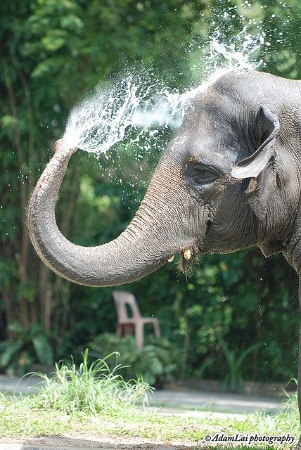 elephant playing in water image - Google Search ©️️Adam Lee Photography Adam Lee, African Forest Elephant, Elephant Photography, Elephants Playing, Elephant Wallpaper, Elephant Walk, Elephant Pictures, Elephants Photos, Elephant Shower