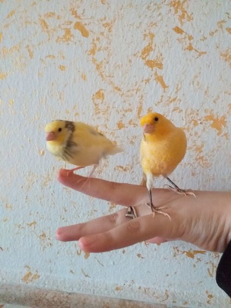 Canary Birds, Character Aesthetics, Aesthetic Themes, Wild Life, Art Inspo, Birds, Animals, Quick Saves, Color