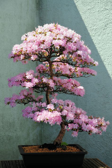 Azalea Bonsai Tree at US National Arboretum Washington, DC ... Flamboyant Bonsai, Azalea Bonsai, Bonsai Art, Miniature Trees, Bonsai Plants, Bonsai Trees, Bonsai Garden, Bonsai Tree, Beautiful Tree