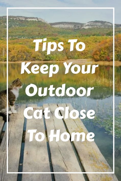 Outdoor Kitten Shelter, Houses For Outdoor Cats, Outdoor Cat Setup, Outdoor Cats Tips, Outdoor Cat Shed, Outdoor Cat House Ideas, Outdoor Kitten Care, Outdoor Cat Toys, Cat Rescue Ideas