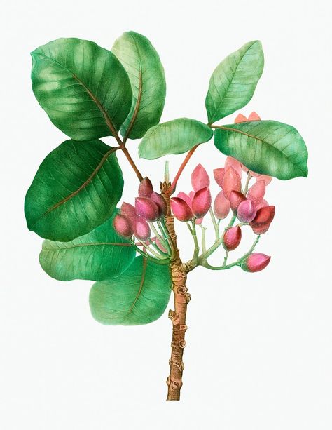 Vintage pistachio flowering plant illustration | premium image by rawpixel.com Redoute Flowers, Pistachio Plant, Pistachio Tree, Phoenix Dactylifera, Free Printable Art, Botanical Artwork, Flower Clipart, Rock Design, Plant Illustration