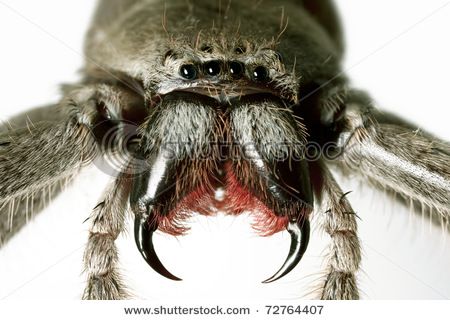 spider - close up Spider Close Up, Spider Creature, Australian Spider, Tsetse Fly, Dangerous Spiders, Spider Eyes, Insect Anatomy, Cute Spiders, Arachnids Spiders