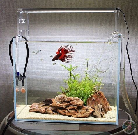 Aquarium Setup Ideas, Types Of Betta Fish, Fish Aquarium Decorations, Fish Tank Themes, Custom Aquarium, Tail Pattern, Fish Tank Terrarium, Betta Fish Types, Small Fish Tanks