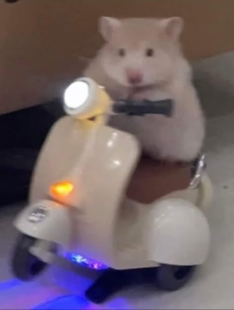 A Hamster, G Force, A Cat, Force