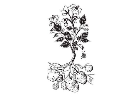 Potato Tattoo, Potato Ideas, Printmaking Projects, Pumpkin Tattoo, Kunst Tattoos, Plant Tattoo, Blossom Tattoo, Flowers Tattoo, Flower Tattoo Designs