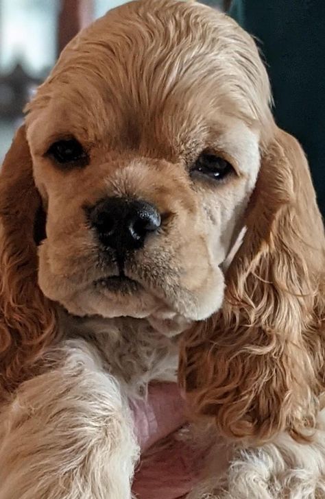 Cocker Spaniel Breeders, Cocker Spaniel Haircut, Cocker Spaniel Breeds, Spaniel Puppies For Sale, Spaniel Breeds, Cute Dogs Images, American Cocker Spaniel, Cocker Spaniel Puppies, Cozy Dog