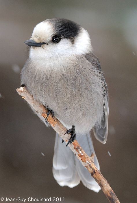 Adult Grey Jay (Perisoreus canadensis) Grey Jay, Gray Jay, Watercolor Birds, Jackdaw, Jay Bird, Bird Pictures, Watercolor Bird, Beetles, Blue Jay