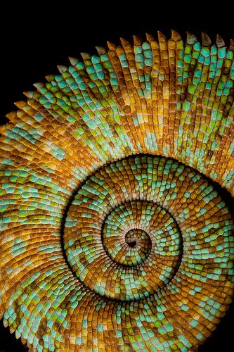 Chameleon Tail - The Golden Ratio - Fibonacci Fractals In Nature, Spirals In Nature, Foto Macro, Geometry In Nature, Fibonacci Spiral, Golden Ratio, Foto Art, Spiral Design, Patterns In Nature