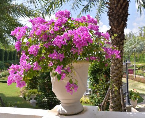 Bougainvillea Landscaping, Front Yard Garden Landscaping, Big Pots, Creepers Plants, Flower Magazine, Trees For Front Yard, Big Leaf Hydrangea, Fence Plants, Landscaping Retaining Walls