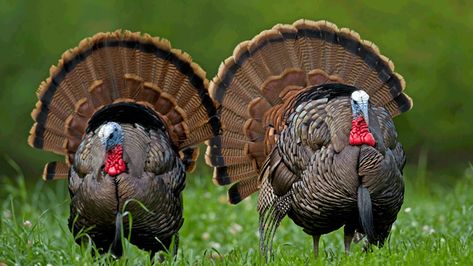 Hunting Hacks, Thunder Chicken, Hunting Turkey, Hunting Calls, Quail Hunting, Turkey Calling, Types Of Hunting, Hunting Stuff, Waterfowl Hunting