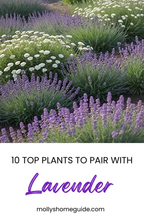 Discover the best companion plants for lavender to enhance your garden. Lavender grows well with plants like rosemary, sage, and thyme. These herbs not only complement each other but also provide a fragrant and visually appealing garden bed. Consider planting lavender alongside marigolds, asters, or daisies for a colorful contrast that attracts pollinators. If you're growing lavender in pots, try pairing it with petunias or geraniums for a stunning container display. What To Plant With Lavender Gardens, Lavender Garden Ideas Front Yards, Green Lavender, Lavender In Garden Landscaping, Garden Lavender Ideas, Lavender Rosemary Thyme Garden, Lavender On Hillside, Phenomenal Lavender Plants, Lavender Rosemary