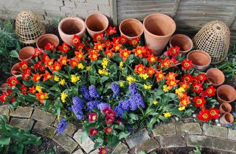 Rainbow flowers Rainbow Flower Garden, Planting A Rainbow, Garden Front Of House, Scrabble Words, Preschool Garden, Diy Garden Bed, Rainbow Garden, Outdoor Paradise, Rainbow Flower