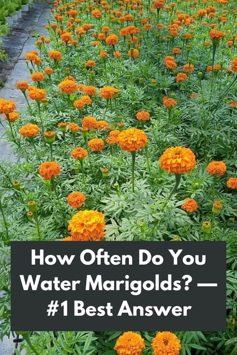 Unveiling the Secret to Watering Marigolds: Discover the #1 Best Answer! 🌼💦 Wondering how often to water your beloved marigolds? Look no further! Our expert guide provides the ultimate answer to ensure the health and vibrancy of your marigold plants. Learn the perfect watering schedule that strikes the balance between hydration and avoiding waterlogged soil. Dive into the world of marigold care and unlock the key to flourishing blooms. IG Photo by: 
viveroyjardineriafortunato Marigold Care Tips, Marigold Plant, Growing Marigolds, Marigold Flower, Best Answer, Lemon Grass, Plant Care, Tips And Tricks, Planting Flowers