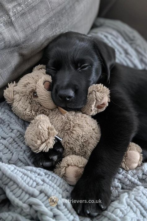 Black Lab Puppies, Dream Dog, Cute Dog Pictures, Black Labs, Lab Puppies, Cute Animals Images, Cute Funny Dogs, Cute Dogs And Puppies, Black Lab