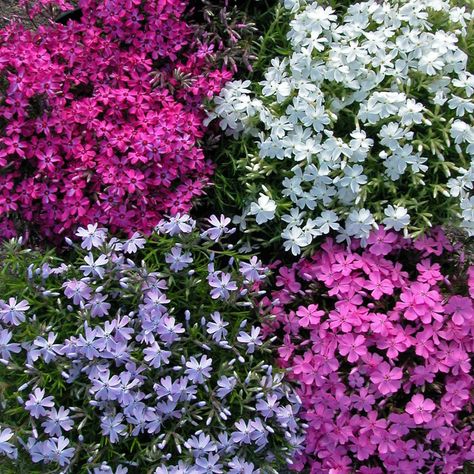 All About: Creeping Phlox – Great Garden Plants Moss Phlox, Spring Landscaping, Planting A Garden, Landscaping Pool, Creeping Phlox, North Hills, Dappled Light, Pollinator Garden, Seed Company