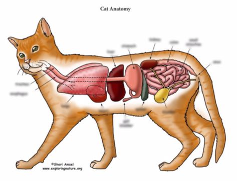 Easy Cat Anatomy (Picture Click) Quiz - By MissDianaP Science Quiz, Play Quiz, Cat Anatomy, Internal Organs, Scooby Doo, More Fun, Anatomy, Science, Disney Characters