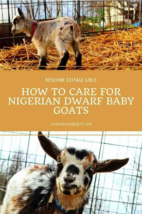 Nigerian Pygmy Goats, Goat Enclosure, Goat Life, Nigerian Goats, Goat Ideas, Goat Playground, Keeping Goats, Goat Shelter, Small Goat