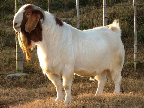 Goat Breeding, Types Of Goats, Goat Breeds, Rosary Prayers Catholic, Goat Picture, Boer Goats, Goat Kidding, Pygmy Goat, Angora Goats