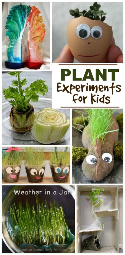 Amazing Spring science experiments for kids that explore weather, plants, nature & more! Plants Science Experiments, Spring Science Experiments, Plant Experiments, Fun Experiments For Kids, Spring Science, Planting For Kids, Science Experiments For Kids, Plant Activities, Spring Art Projects