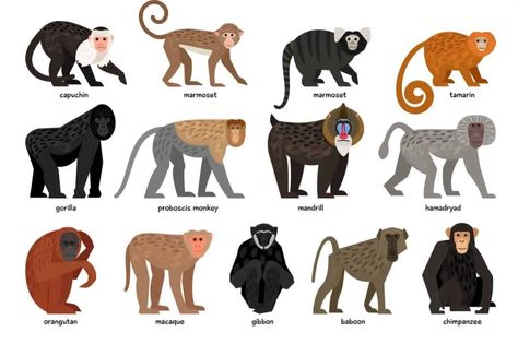 13 Different Types of Monkeys from Around the World Different Types Of Monkeys, Monkey Breeds, Monkey Types, Monkey Species, Monkey Names, Marmoset Monkey, Zen Artwork, Types Of Monkeys, Proboscis Monkey