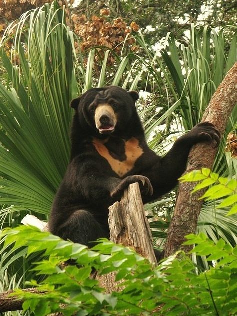 The Sun Bear (Helarctos malayanus) is the smallest species of Bear. It is found in Tropical Forests and Jungles of Southeast Asia and is adapted to living in Trees. Malayan Sun Bear, Photo Ours, Sun Bear, Sloth Bear, Australia Country, Bear Costume, Ski Resorts, Summer Vacations, Alpine Skiing