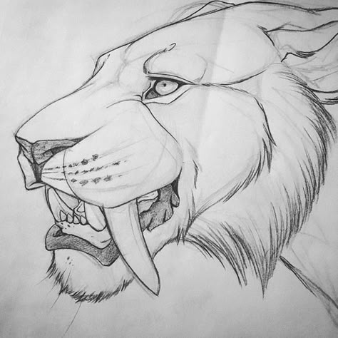 sabertooth designed from lioness Lioness Photo, Saber Tooth Tiger, Tiger Sketch, Sabertooth Tiger, Teeth Drawing, Lion Sketch, Sketch Dump, Tiger Drawing, Arte Grunge