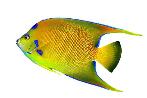 Queen Angelfish Isolated. A beautiful Queen Angelfish (Holacanthus ciliaris) iso , #SPONSORED, #Isolated, #beautiful, #Queen, #Angelfish, #Holacanthus #ad Queen Angelfish, Angel Fish, Fish Pet, Light Box, White Background, Photo Image, Log In, Log, Fish