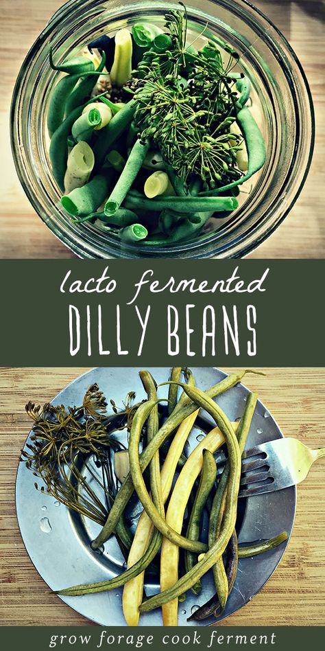 Lacto Fermented Dilly Beans - Dilly beans, green beans, are one of my favorite vegetables to ferment. They taste very similar to pickling cucumbers with vinegar, except they're packed with probiotics that are great for a healthy gut. If you're looking for the perfect way to preserve your summer garden's pile of cucumbers you'll want to try this fermented food recipe! Fermented Green Beans, Lacto Fermented, Dilly Beans, Fermented Veggies, Fermented Pickles, Homemade Soda, Healthy Probiotics, Fermentation Recipes, Fermented Vegetables