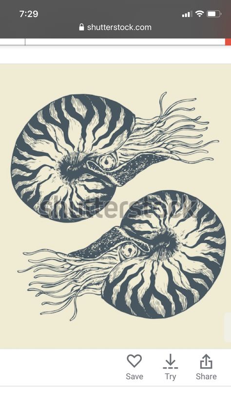 Paper Nautilus Tattoo, Nautalis Shell Tattoo, Nautilus Tattoo, Sundae Cupcakes, Shell Tattoos, Fish Tattoo, Sea Side, Nautilus, Fish Tattoos