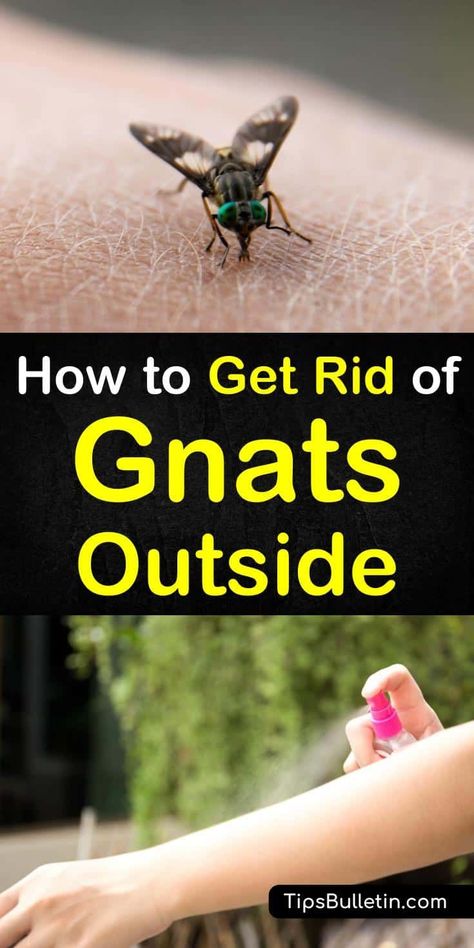 How To Get Rid Of Gnats Outside, Get Rid Of Gnats Outside, Gnats In Kitchen, Gnat Repellant, Getting Rid Of Nats, How To Kill Gnats, Gnat Spray, Homemade Lifestyle, Diy Apple Cider