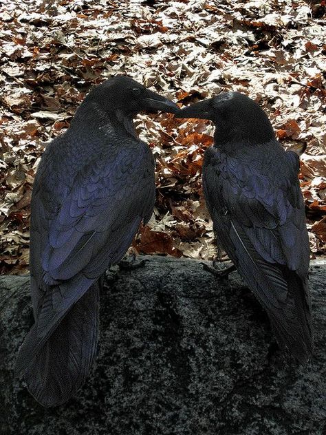 Ravens in Love Raven And Wolf, Quoth The Raven, Raven Tattoo, Black Birds, Crow Art, Raven Art, Jackdaw, Crows Ravens, Crows