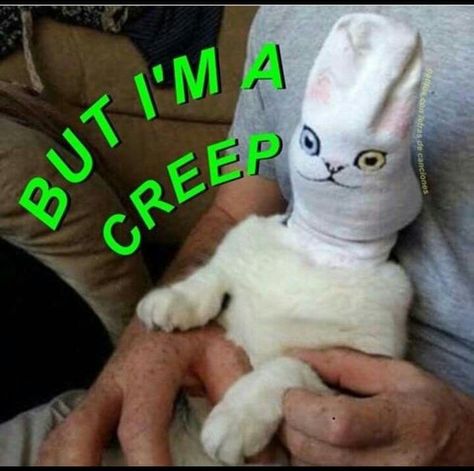 But I'm a creep / cat / meme / radiohead / creep / fun Creep Meme, Creep Radiohead, Art Brochures, The Jam Band, Cat Meme, Eddie Vedder, The Black Keys, Kitty Kitty, Band Posters