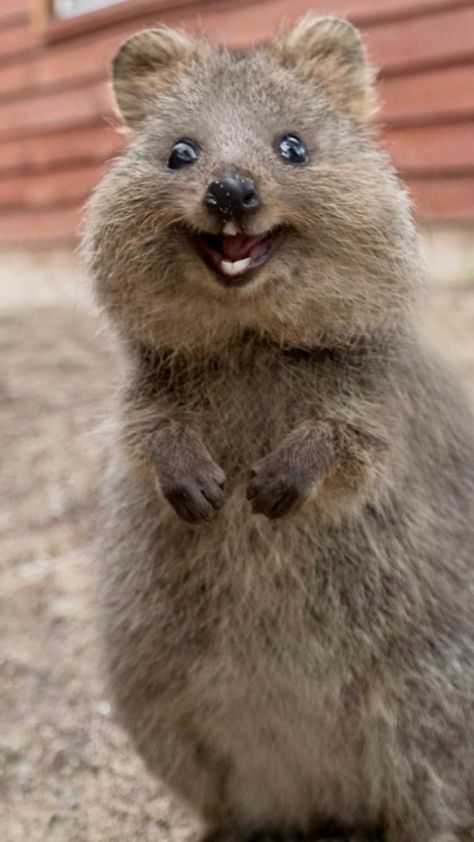 Quokka Pfp, Quokka Wallpaper, Quokka Animal, Worlds Cutest Animals, Australia Animals, Silly Animals, Happy Animals, Cute Animal Photos, Cute Animal Drawings