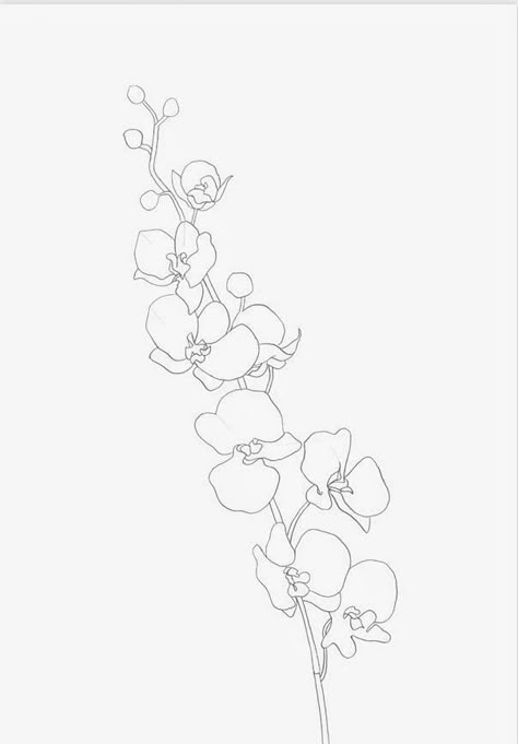 Orchid Flower Tattoos, Orchid Illustration, Orchid Wallpaper, Orchid Drawing, Orchid Photography, Simple Line Drawing, Orchid Tattoo, Vanda Orchids, Simple Line Drawings