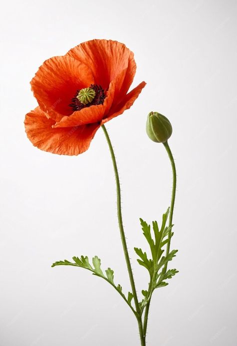 Premium Photo | Red poppy flower on white background Red Poppy Photography, Poppy Flower Photo, Poppy Reference Photo, Poppy Flower Reference, Pictures Of Poppies, Poppy Flower Pictures, Poppy Reference, Flower Reference Photo, Flower Poster Design