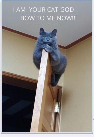 my cat does this all the time so i thought this was awsome Russian Blue Cat, Cat Spray, Cute Kittens, Russian Blue, Cat Behavior, Blue Cats, Cats Meow, Beautiful Cats, Cat Love