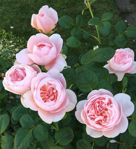 My London Garden on Instagram: “Rose ‘Queen of Sweden’ braving the cold. #rose #rosegarden #englishrose @david_austin_roses #mygarden #growyourownflowers #flowergarden…” Botanical Reference, Queen Of Sweden Rose, Rose Reference, Eden Rose, Queen Of Sweden, Rose Recipes, Austin Rose, Rose Queen, Marie Rose