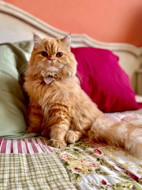 #cats #persian #persiancat #orange Orange Persian Cat, Yellow Cats, Animal Adventures, Persian Kitten, Cats Pictures, Reference Pics, Munchkin Cat, Persian Kittens, Silly Cats Pictures