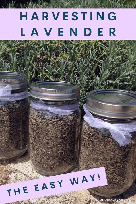 I just taught myself how to harvest Lavender the easy way! I didn't follow any expert instructions, but it still worked. Now I have multiple mason jars full of dried Lavender ready for DIY projects! Here's how I did it... Lavender Oil Recipes, Harvest Lavender, Lavender Ideas, Lavender Plant Care, Harvesting Lavender, Perennials Flowers, How To Propagate Lavender, Drying Fresh Herbs, Grow Lavender