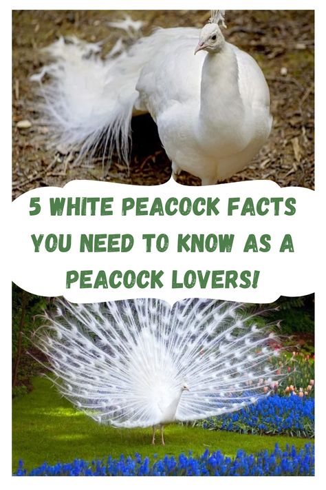 Peacock Pens Ideas, Peacock Farming, Peafowl Enclosure, Peacock Coop, Congo Peafowl, Pea Fowl, Green Peafowl, Peacock Pen, Peacock Facts