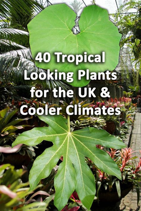 40 Tropical Garden Plants for the UK & Cold Climate Jungle Garden Ideas Uk, Tropical Planting Uk, Hardy Tropical Plants Uk, Uk Tropical Garden Plants, Small Tropical Garden Uk, Tropical Gardens Ideas, Jungle Garden Uk, Cold Hardy Tropical Plants, Small Tropical Garden Ideas Uk