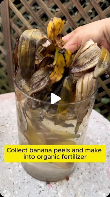 Amazing Garden on Instagram: "Banana peels are rich in phosphorus #backyardgardening #gardeninglife #vegetablegardening #vegetablegarden #gardeningtips #gardeninglove #organicgardening #gardensofinstagram #gardenideas #urbangardening #gardeningistherapy #gardeninggoals #homegardening #gardeninspiration #lovegardening #gardeningisfun #countrygarden #veggiegarden #happygardening" Urban Gardening Balcony, Plant Fertilizer, Banana Peels, Lucky Plant, Plant Hacks, Growing Plants Indoors, Fertilizer For Plants, Outdoor Garden Decor, Garden Containers